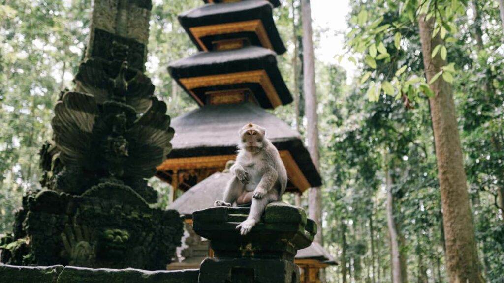 : UGC WeChat creators Czech .