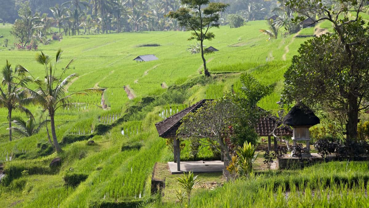 ສະຫາຍ Chingari ຈາກຣັສຊຽນເພື່ອຂັບລູກຄ້າແອັບຟິດເນັສ