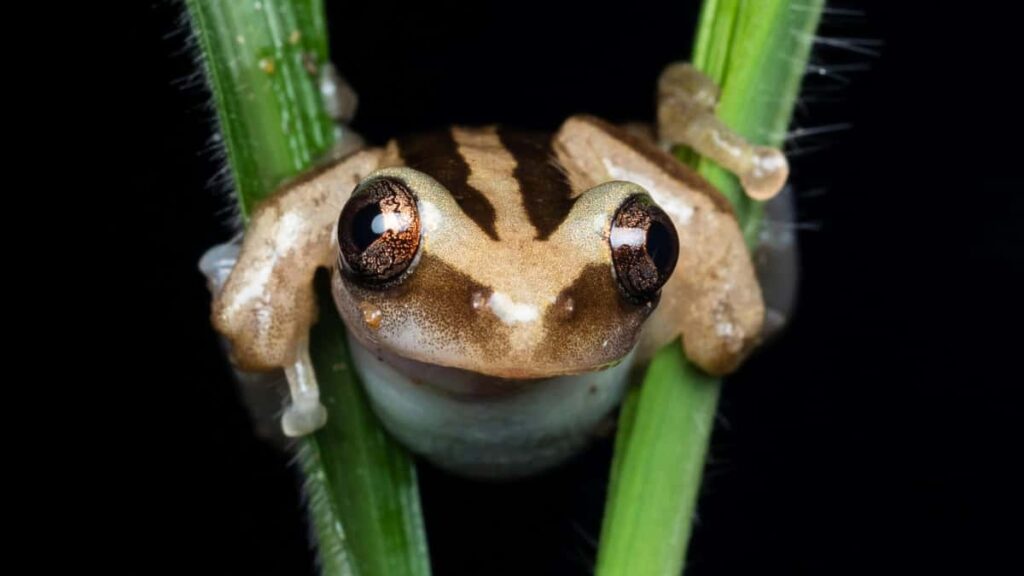 Josh creators Bangladesh , , .