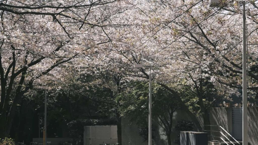 Roposo creators dance challenges.