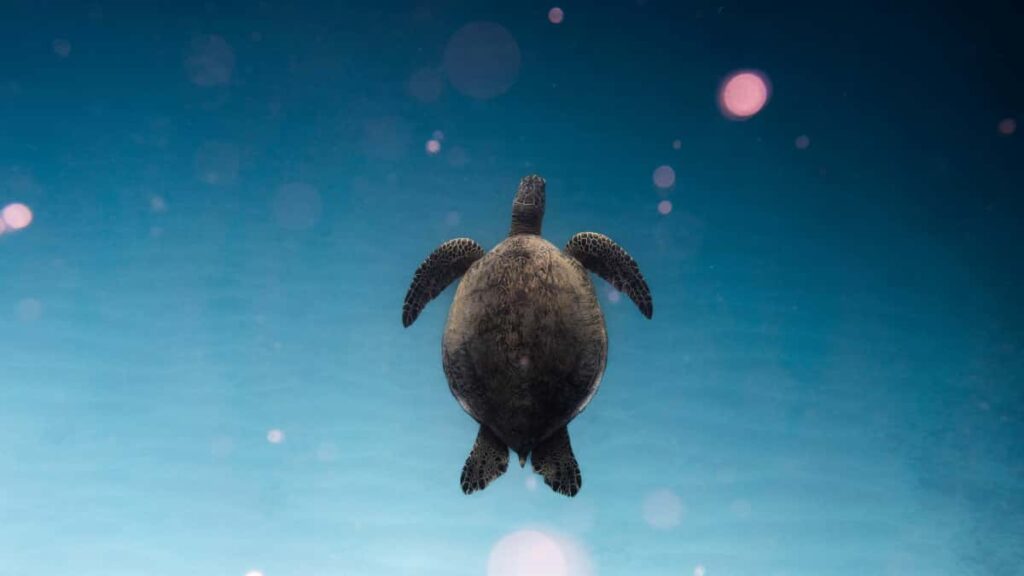 sponsored challenges .