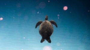 sponsored challenges .